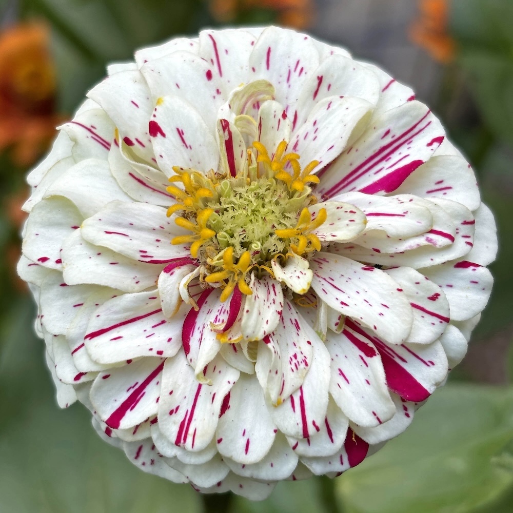 Candy Stripe Mix Zinnia