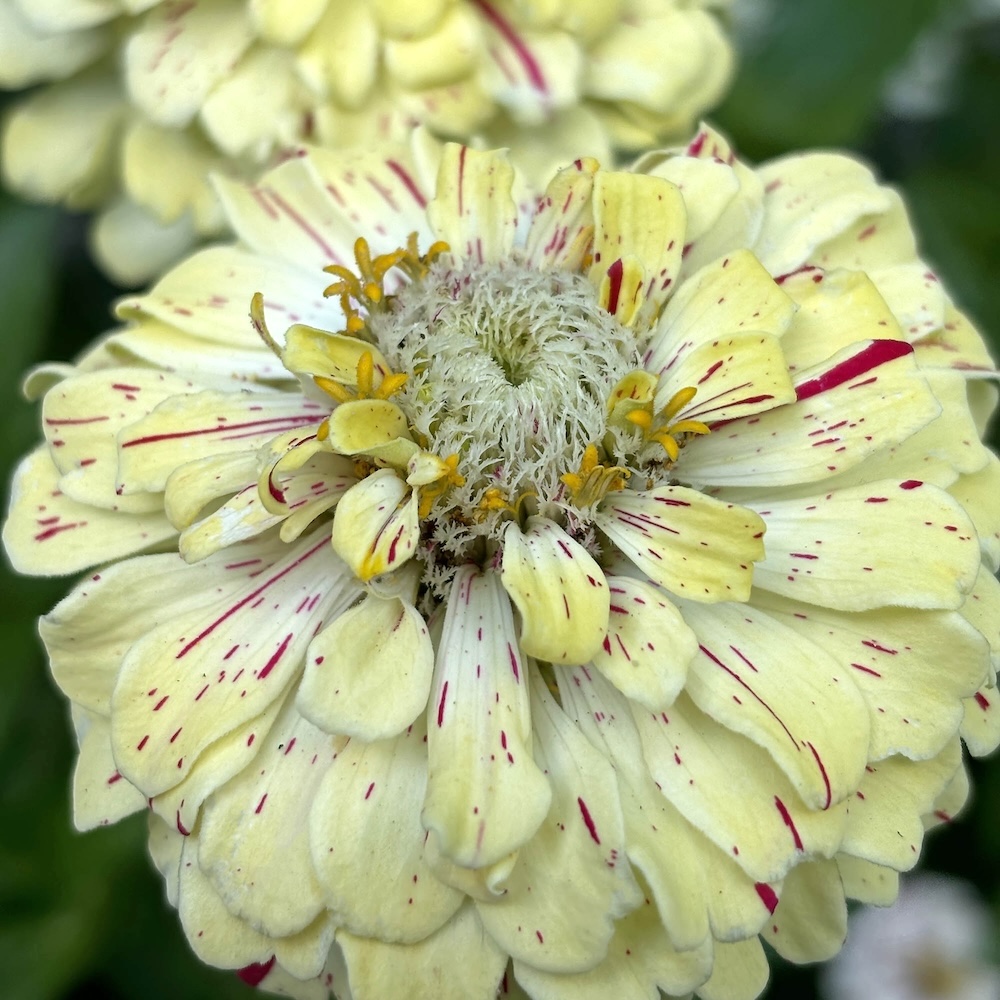 Candy Stripe Mix Zinnia