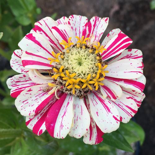 Candystripe Mix zinnia