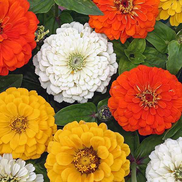 Citrus Cocktail zinnia Citrus Cocktail zinnia seeds
