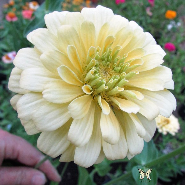 Creamy Yellow Giant zinnia seeds