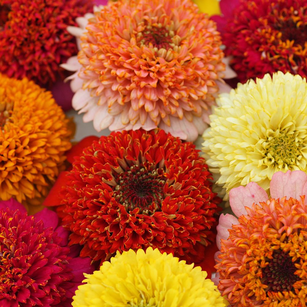 Cupcakes Mixed zinnia seeds