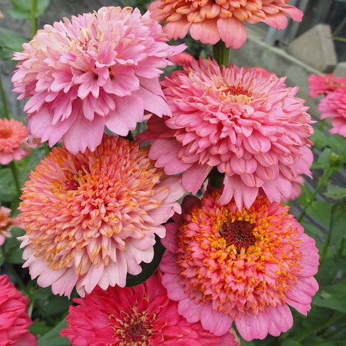 Cupcakes Pink zinnia seeds