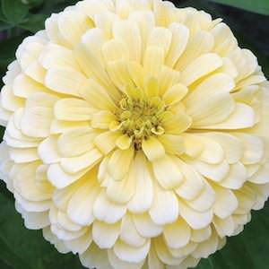 Creamy Yellow Giant zinnia Creamy Yellow Giant zinnia seeds
