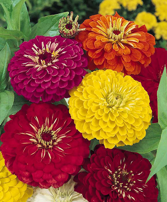 Dahlia Flowered Formula Mix zinnia seeds