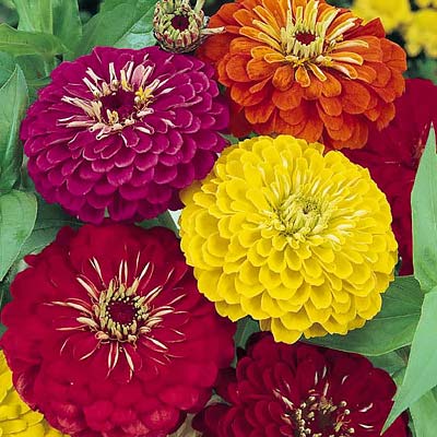 Dahlia Flowered Formula Mix zinnia seeds