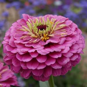 Dream zinnia seeds