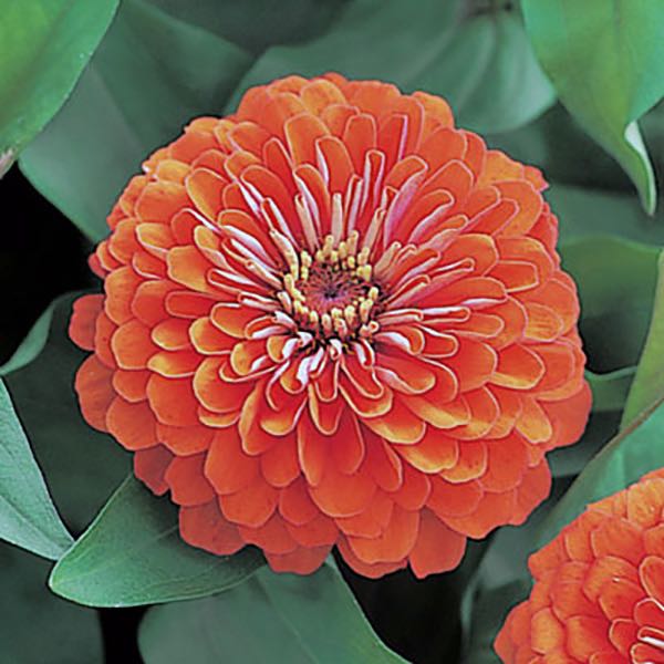 Dreamland Coral zinnia flower Dreamland Coral zinnia seeds