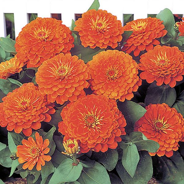 Dreamland Coral zinnia Zinnia Dreamland Coral flowers