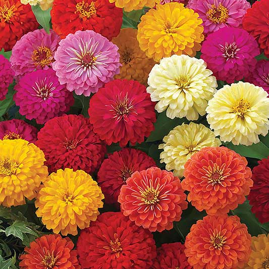 Dreamland Mix zinnia Dreamland Mix zinnia seeds