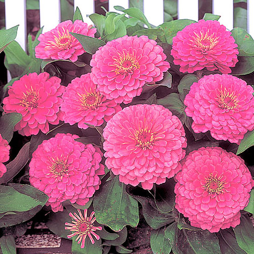 Dreamland Pink zinnia Dreamland Pink zinnia flowers