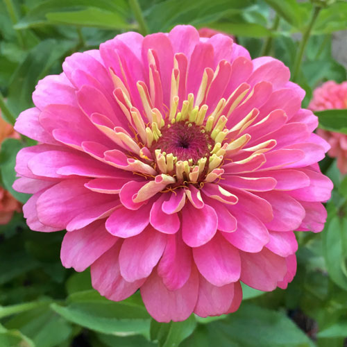 Dreamland Pink zinnia Dreamland Pink zinnia seeds