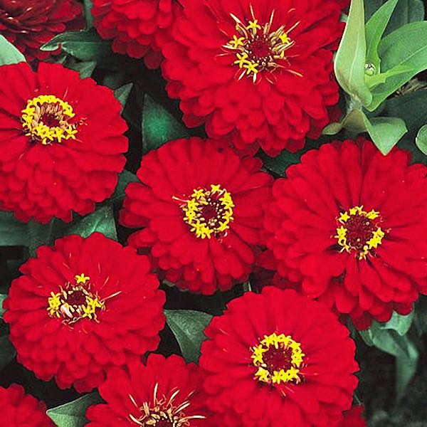 Dreamland Red zinnia Zinnia Dreamland Red flowers