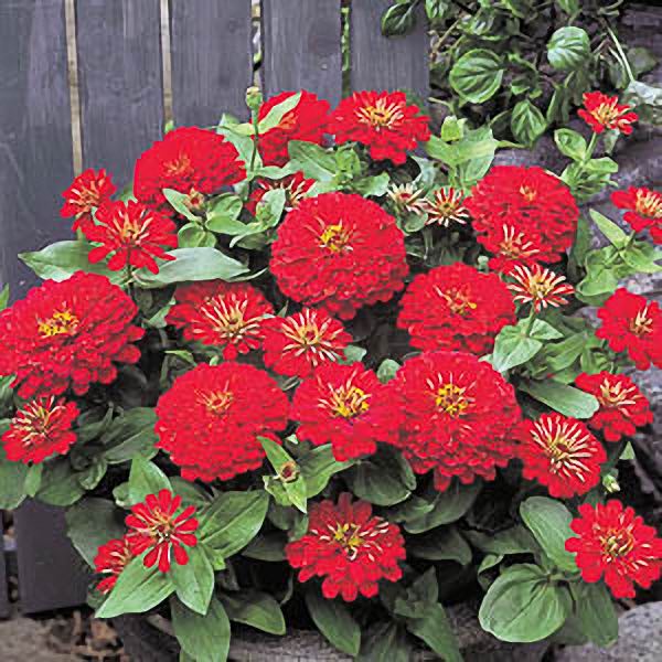 Dreamland Red zinnia Dreamland Red zinnia seeds