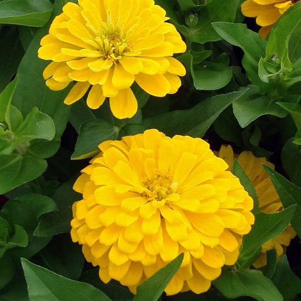 Dreamland Yellow zinnia flowers Dreamland Yellow zinnia seeds