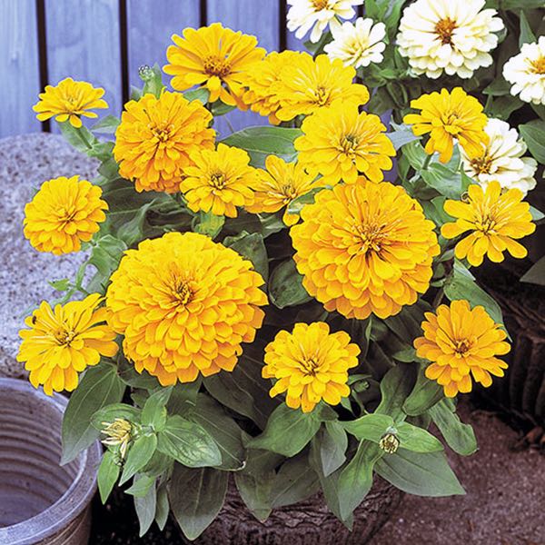 Dreamland Yellow zinnia Zinnia Dreamland Yellow flowers