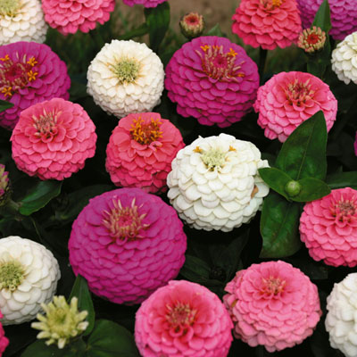 Edwardian zinnia seeds