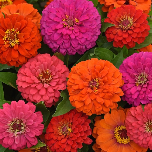 Zinnia Elegant Hot Mixture
