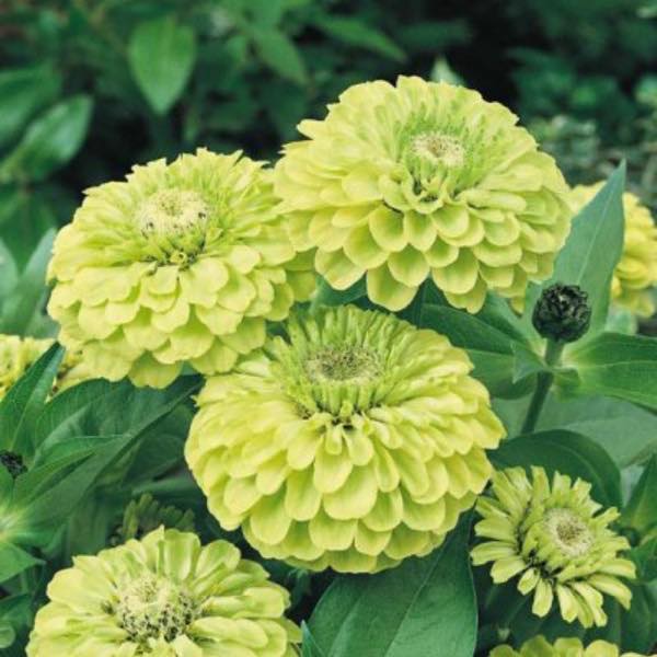 Envy zinnia seeds