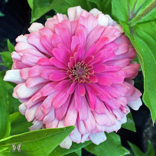 Exquisite zinnia seeds