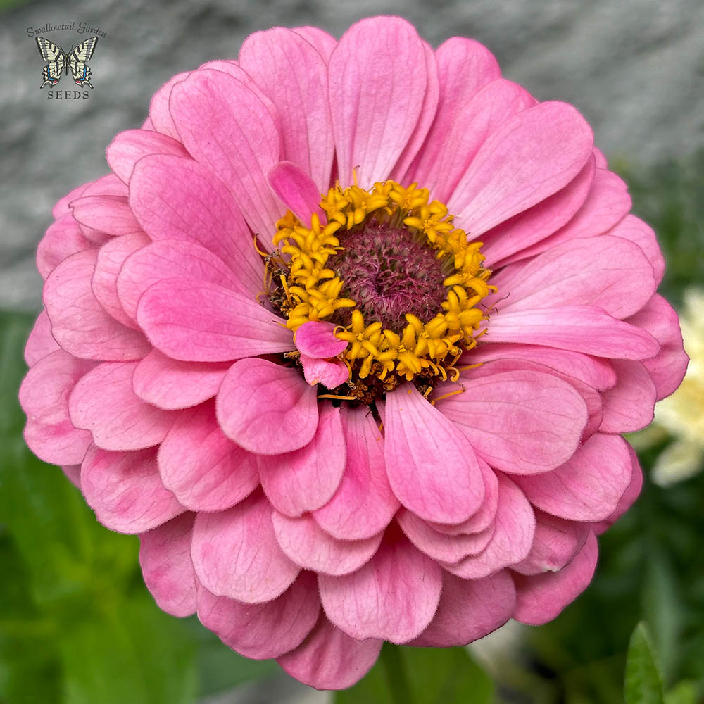 Illumination zinnia seeds