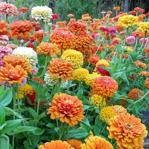 Zinnia Jim Baggetts Choice Mix