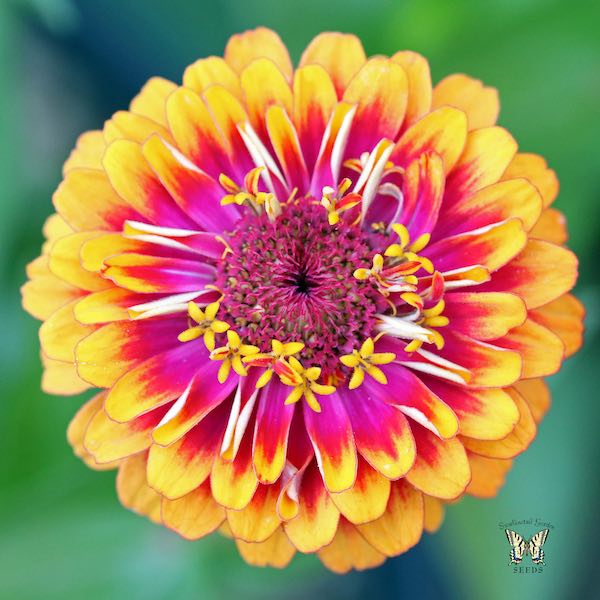 Macarenia zinnia Macarenia bicolor zinnia
