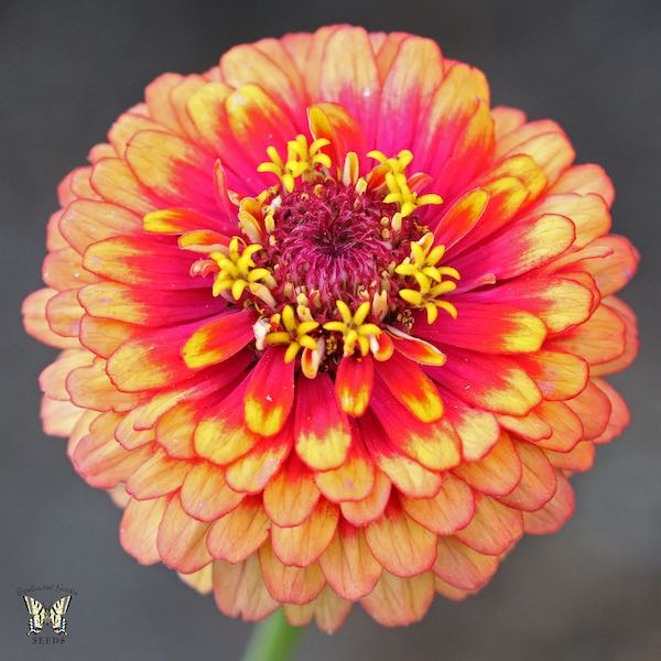 Macarenia zinnia Macarenia zinnia flower
