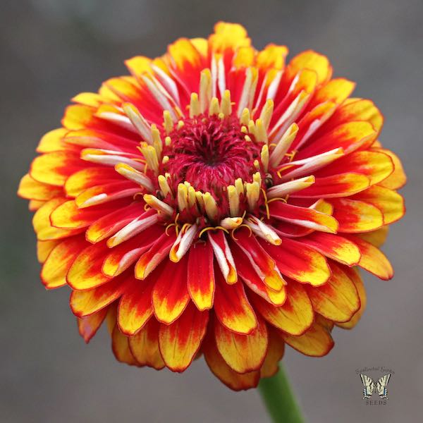 Macarenia zinnia Macarenia zinnia red and yellow bicolor flowers