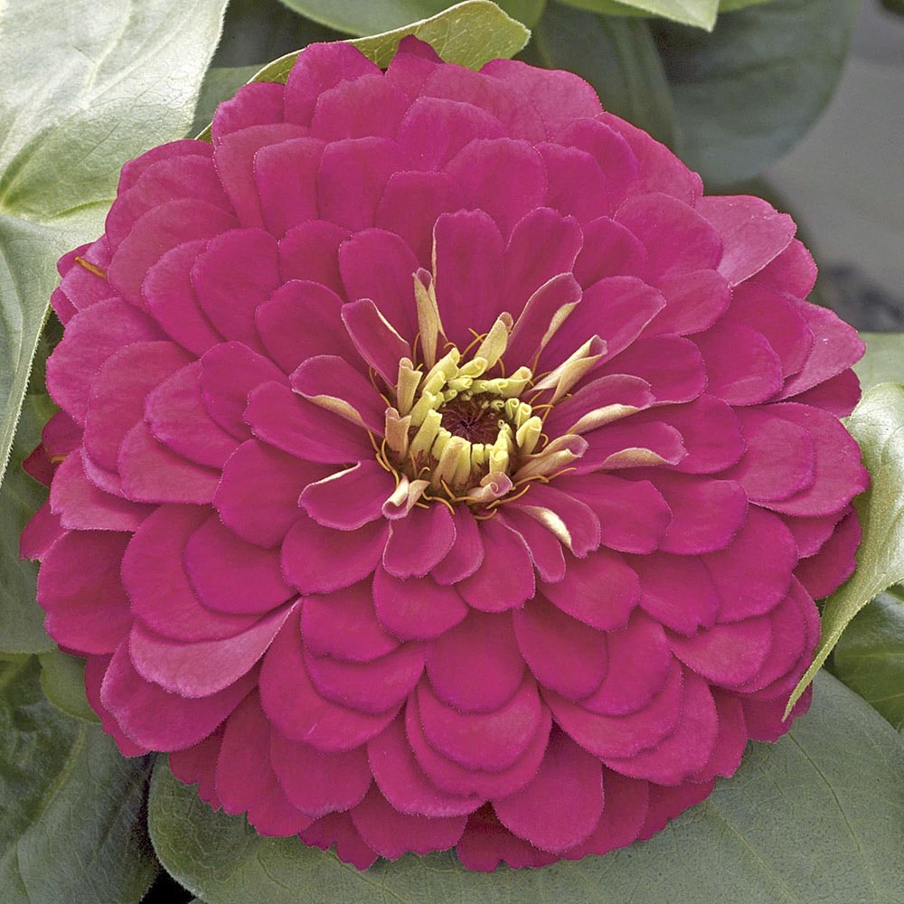 Zinnia Magellan Cherry