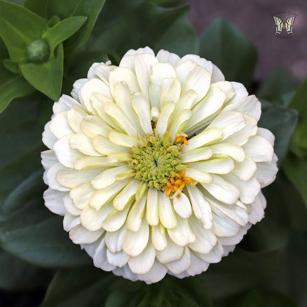 Magellan Ivory zinnia seeds