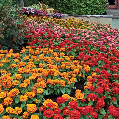 Magellan Mix zinnia seeds