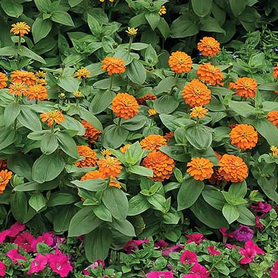 Magellan Orange zinnia Magellan Orange zinnia seeds