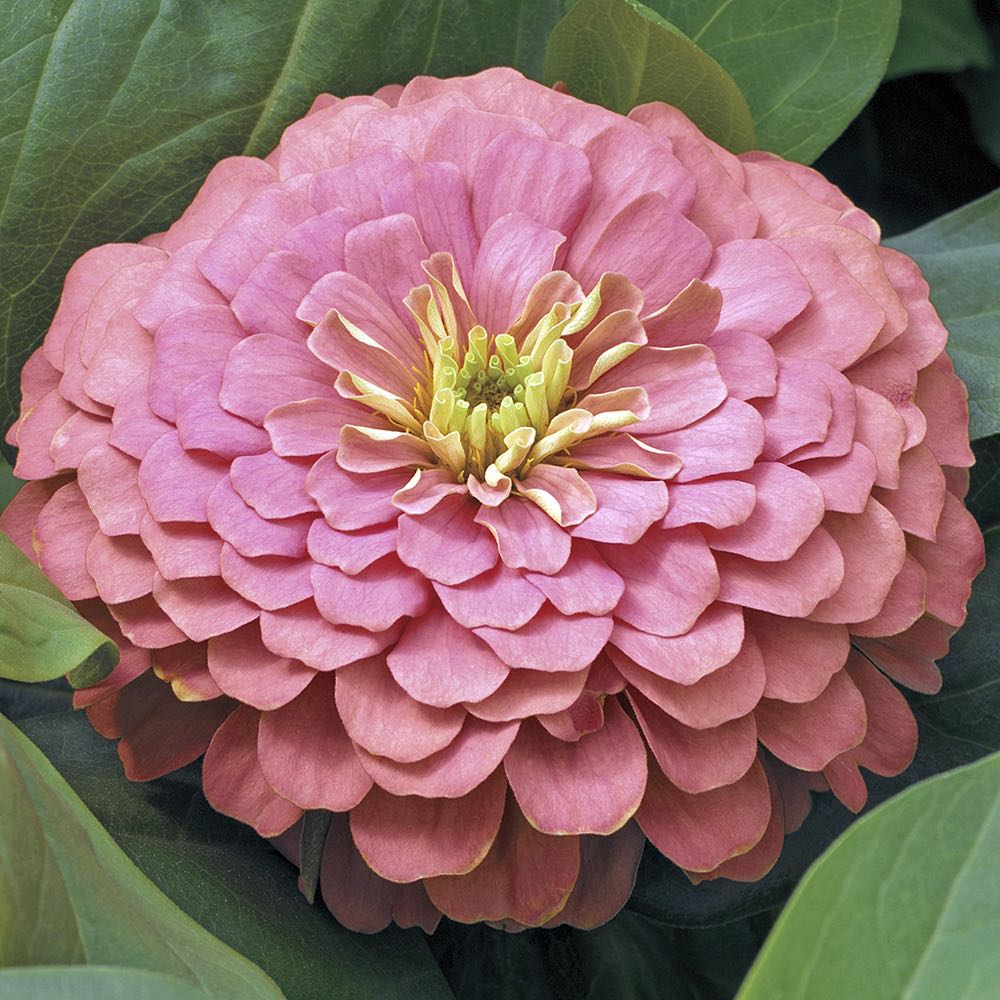 Magellan Salmon zinnia seeds