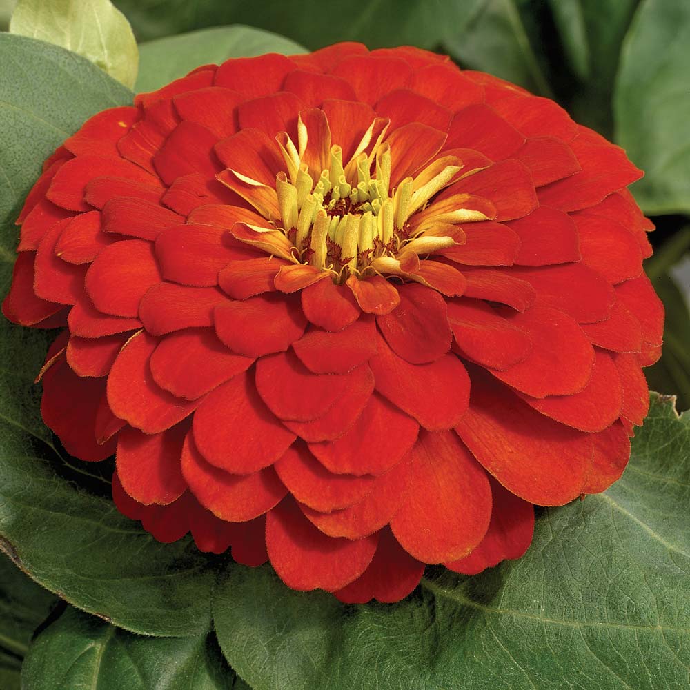 Magellan Scarlet zinnia seeds