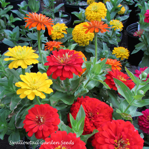 Magellan Sunburst Mix zinnia Magellan Sunburst Mix zinnia seeds