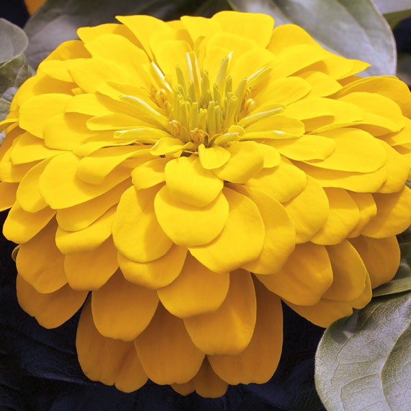 Magellan Yellow zinnia seeds