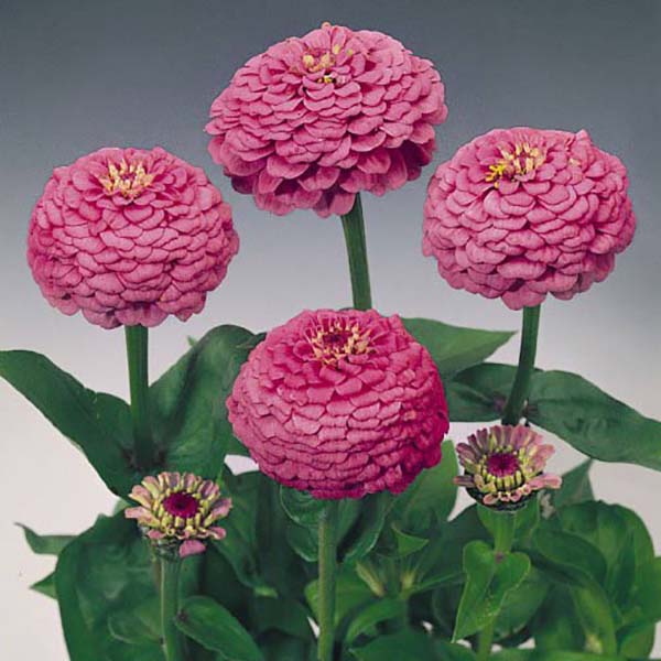 Zinnia Oklahoma Carmine