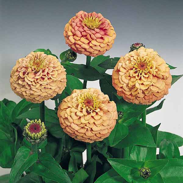 Oklahoma Salmon zinnia seeds