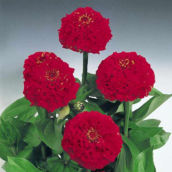 Oklahoma Scarlet zinnia seeds