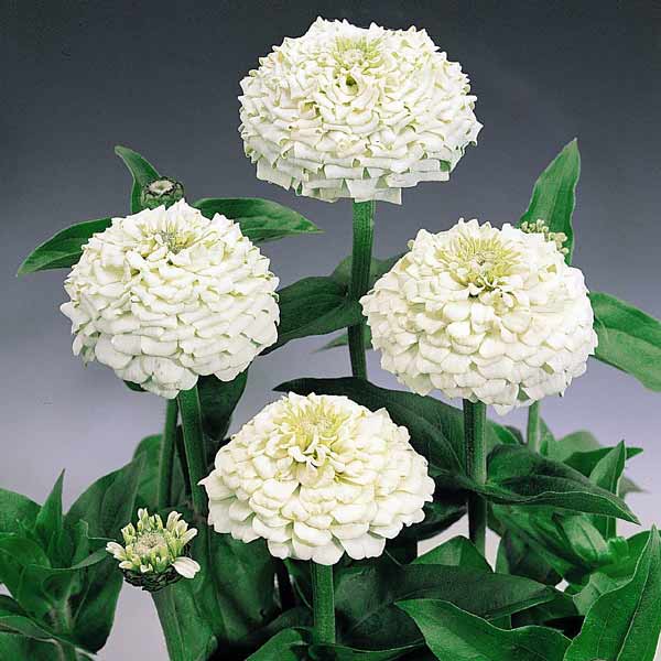 Oklahoma White zinnia seeds