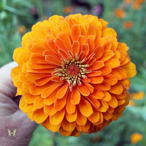 Orange King zinnia seeds