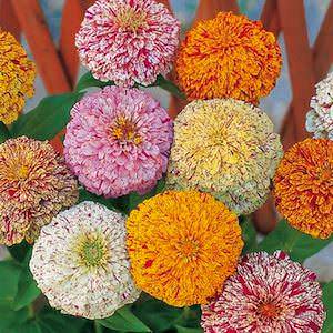 Peppermint Stick zinnia seeds