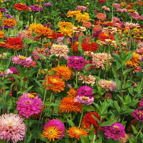 Pinca Mix Cactus zinnia seeds