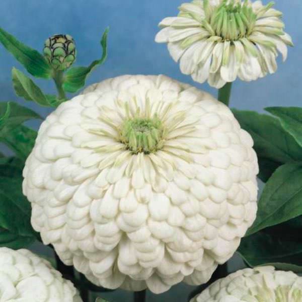 Polar Bear zinnia seeds