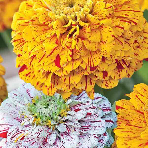 Pop Art Gold Red & White Mix zinnia Pop Art Gold Red & White Mix zinnia seeds