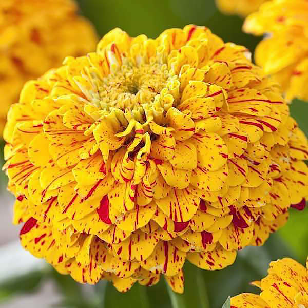 Pop Art Gold & Red zinnia Pop Art Gold & Red zinnia seeds