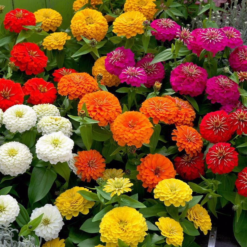 Preciosa Mix Zinnia Seeds - Annual Flower Seeds