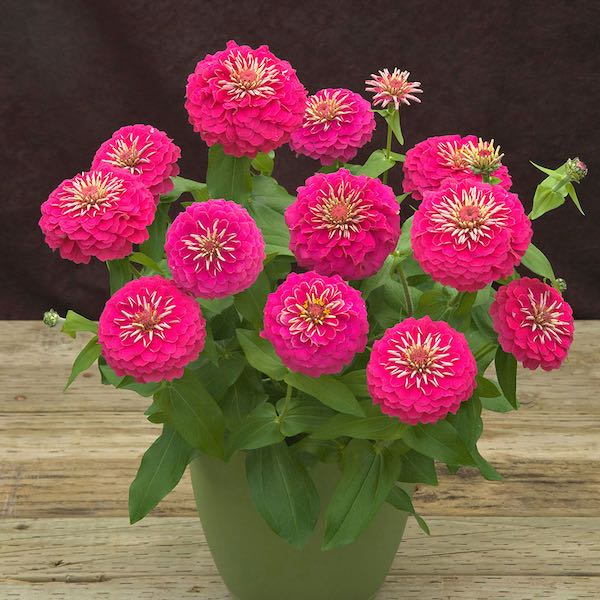 Preciosa Pink zinnia seeds