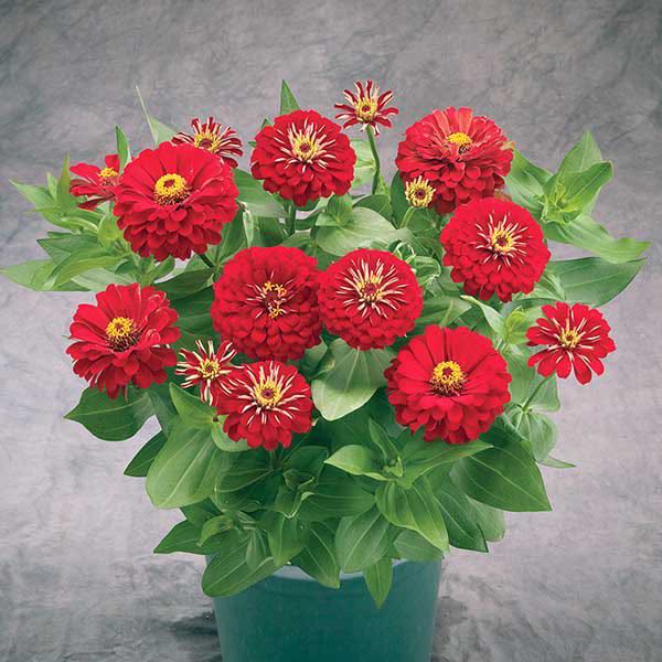 Preciosa Red zinnia